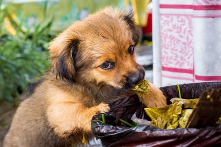 Dog - pretty, puppys, beautiful, dog, lovely, sweet, animal, dogs, cute, puppy, animals