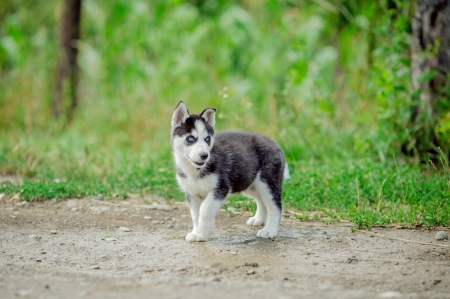 Husky - pretty, puppys, beautiful, dog, lovely, sweet, animal, dogs, cute, puppy, animals