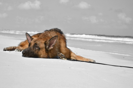 German shepherd - puppy, animals, lovely, pretty, puppys, beautiful, dog, animal, dogs, sweet, cute