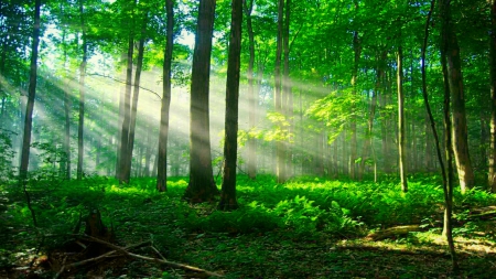 Forest trees - sunshine, trees, sun, greenery, path, walk, grass, sunbeams, rays, sunlight, light, summer, lovely, nature, glow, forest, beautiful