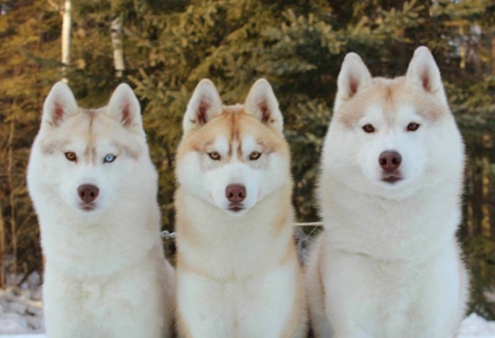 Snow Dogs - au ochii, diferiti, interesanti, frumosi