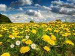 Flower field