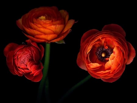 Flowers - flowers, red, three, beautiful