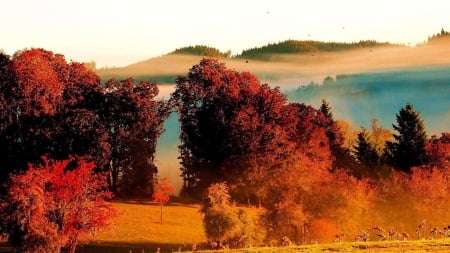 autumn on a foggy morning - morning, autumn, hills, forest, fog, dales, birds