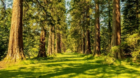 avenue of giant redwoods - trees, shadows, avemue, grass, trunks