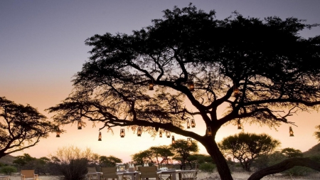 lanterns hanging on an african tree at dusk - desert, lanterns, table, dusk, tree