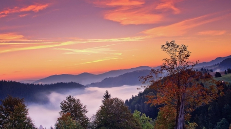 fog in the valley at dawn - forest, valley, fog, dawn, autumn