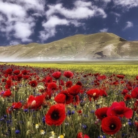 beautiful poppy field in castelluccio italy