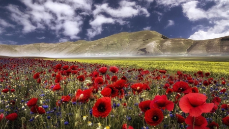 beautiful poppy field in castelluccio italy