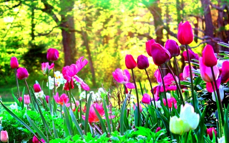 TULIPS BEAUTY - lovely flowers, tulips, nature, garden, splendor, flower