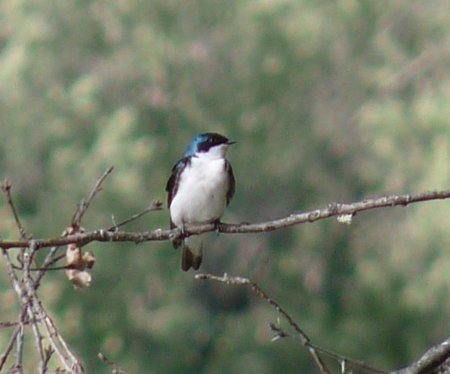 Swallow waiting for food - swallow, oregon, columbia, river