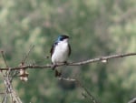 Swallow waiting for food