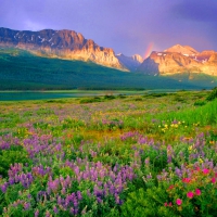 Many Glacier Wildflowers