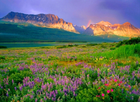 Many Glacier Wildflowers - valley, rainbow, mountains, montana, forest, beautiful, flowers, prairie, glacier national park, wildflowers