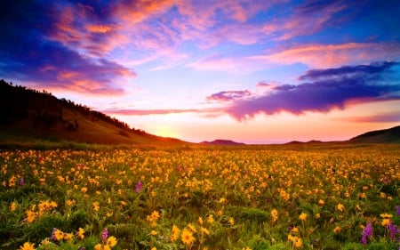 Sunset At Bighorn National Forest - wyoming, sky, mountains, sunset, meadows, spring, purple, yellow, beautiful, clouds, green, wildflowers