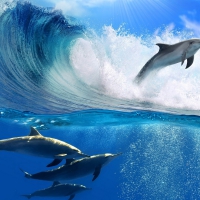 dolphins