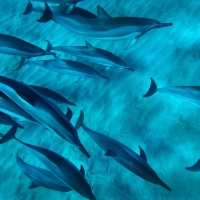 Dolphins