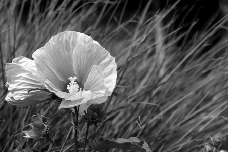 Monochrome Rose - macro rose, beautiful rose, white rose, monochrome rose, pink rose