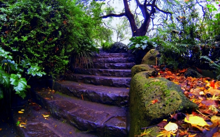 Wet stair - stairs, wet, forest, trees