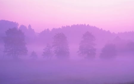 Pink forest - nature, trees, forest, pink, mist