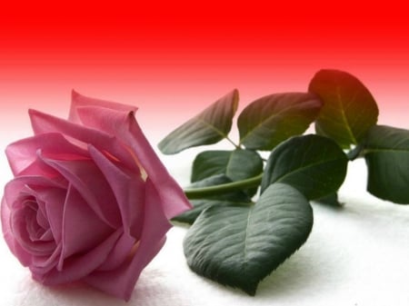 Single rose - rose, flower, rosa, pink