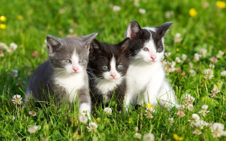 Kittens - summer, flower, animal, cute, kitten, cat, green, grass