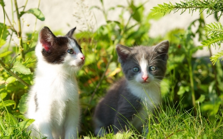 Kittens - summer, animal, cute, kitten, cat, green, grass