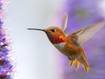 Humming-Bird