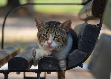 Cat - sleeping, cat face, hat, cat, kitty, animals, lovely, kitten, paws, face, pretty, cats, beautiful, cute