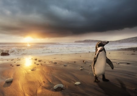 Ping - sun, animal, sunset, summer, sea, photo