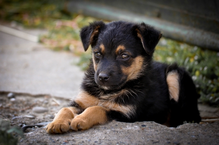 German shepherd - animal, pretty, cute, animals, beautiful, sweet, puppy, puppys, dogs, lovely, dog