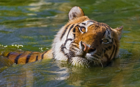 Tiger - summer, animal, tiger, water, wild