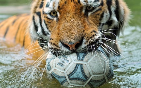 Tiger - animal, water, summer, ball, tiger, wild