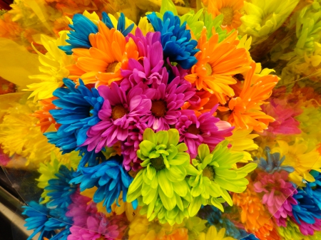 Rainbow Fowers - flowers, rainbow, nature, colorful