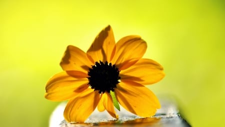 ✿ - stone, yellow, flower, wallpaper, natural