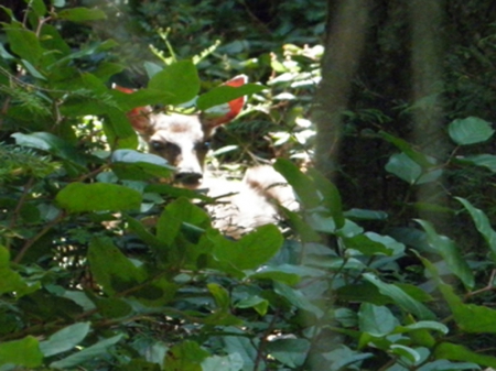 Being Watched - island, vancouver, canada, deer