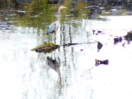 Who is that other fella - island, vancouver, canada, bc