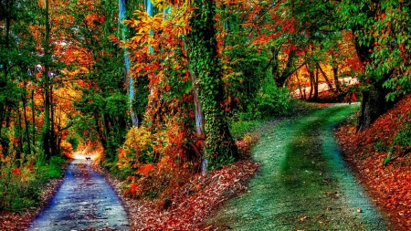 wonderful paths in an october forest hdr