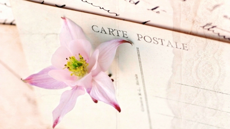 ·â˜…·Postcard·â˜…· - letter, postcard, pink, aquilegia, flower