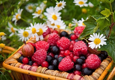 Basket with berries - freshness, yummy, camomile, summer, basket, raspberries, lovely, berries, nature, pretty, beautiful, flowers, daisies, grass, garden