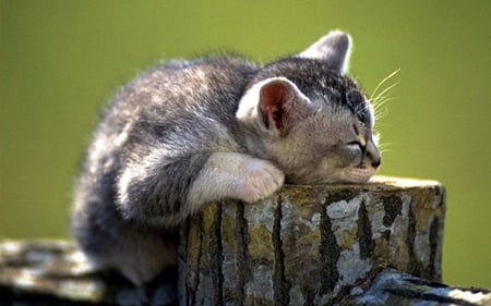 So tired ! - nature, kitten, funny, tree stand