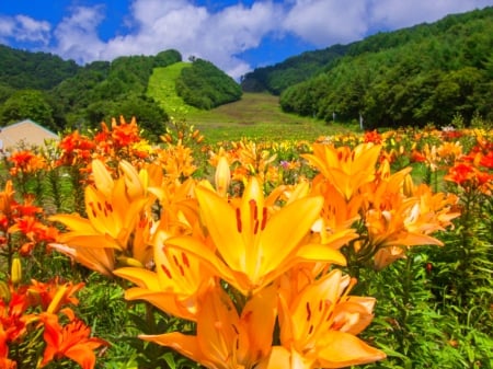 Orange flowers - sky, freshness, mountain, hills, summer, meadow, lovely, pretty, beautiful, orange, flowers, grass