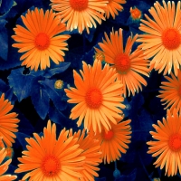 Orange flowers