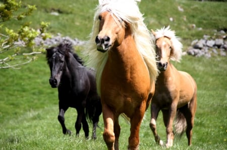 HORSES - horses, nature, fields, wild, animals