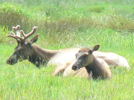 Relaxing Elk - usa, elk, oregon, orick