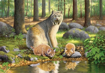 Lynx and Kittens - reflections, kittens, water, cute, mother, forest, lynx, drinking