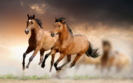 BEAUTIFUL AND FREE - nature, Beautiful, fields, Horse, sky, animals