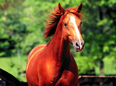 I LOVE MY COLOUR - nature, free, horse, red, animals, green