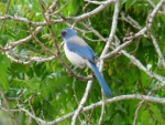 Western Scrub Jay