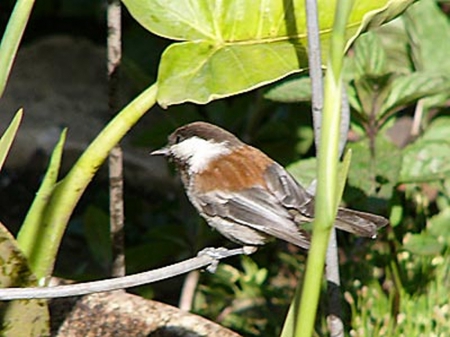 Chestnut Backed Chickadee - oregon, grantspass, usa, chickadee